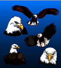 Majestuosas águilas calvas 