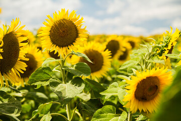 yellow sunflower  fields in summer
