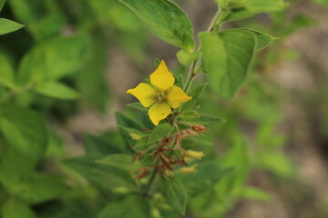 yellow flower