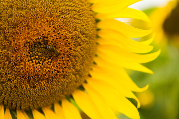 yellow sunflower  fields in summer