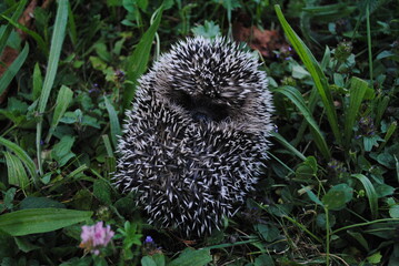 Erinaceus europaeus © Julien Rondez
