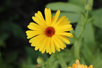 yellow flower in the garden