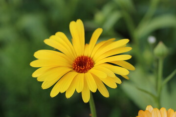 yellow flower in the garden