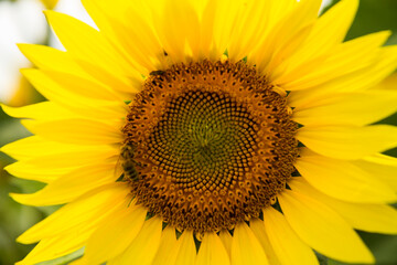 yellow sunflower  fields in summer