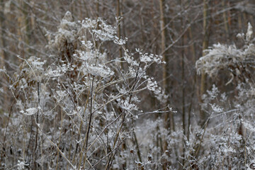 frozen plant in the forest
