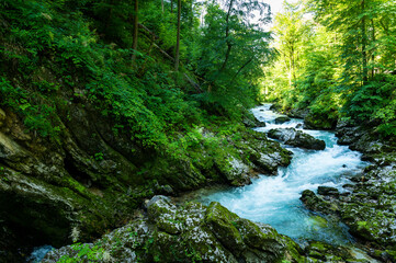 Fototapeta na wymiar blue river in a forest