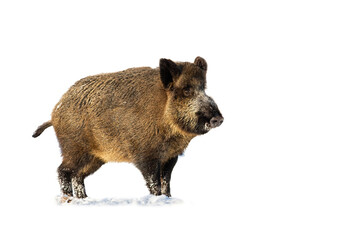 Wild boar, sus scrofa, standing on snow isolated on transparent background. Hairy mammal looking in winter cut out on blank. Brown animal watching on snowy ground with copy space.