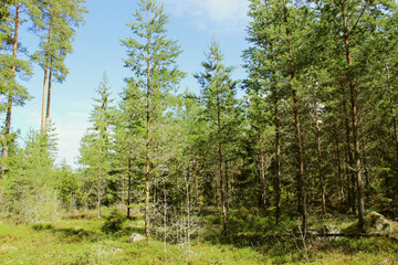 The forest view with green trees in a summer day in Sweden