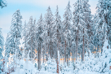 Fototapeta premium Forest after a heavy snowfall. Winter landscape