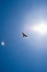 ave en el cielo cerca del sol 