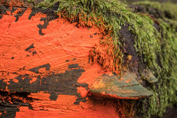 close up of a painted and weathered log
