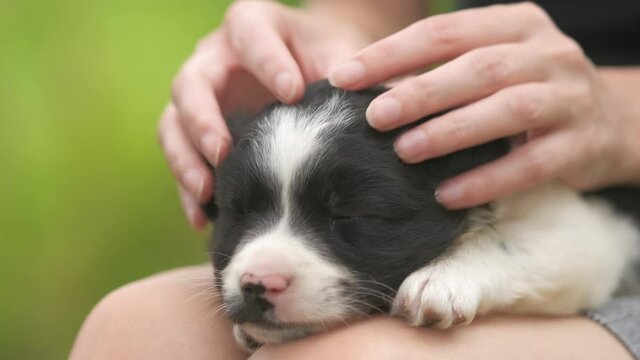 Close up of a woman holding small puppy on her lap.
