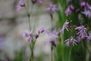 silene flos-cuculi