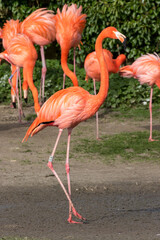 Fototapeta na wymiar American Flamingo (Phoenicopterus ruber) in nature reserve