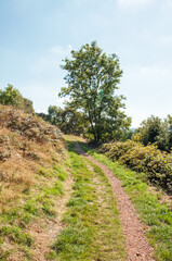 Fototapeta na wymiar Trees in the Malvern hills of England.