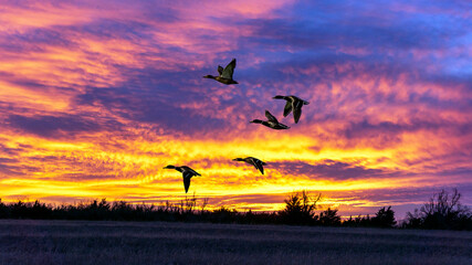 Ducks flying out of a field after feeding 