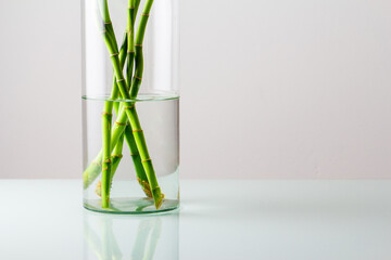 Tubo de vidro minimalista com raiz de bambu em paisagem