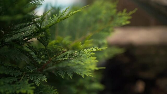 Small stream, waterfall, stream surrounded by fir
