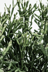 green houseplant branches