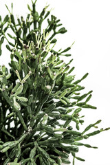 Green branches of plant