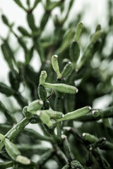 green plant branches