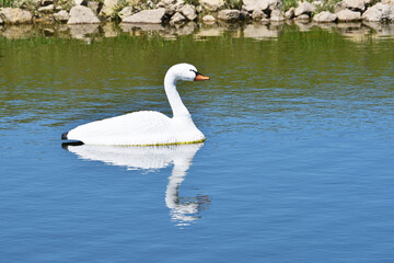 Swan Decoy