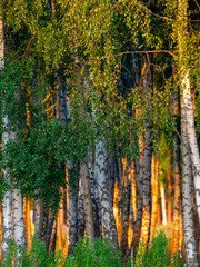 Birch trees in the sunset. Summer in Sweden.