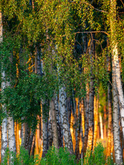 Obraz premium Birch trees in the sunset. Summer in Sweden.