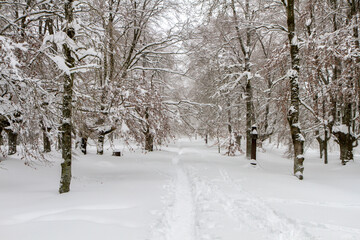 Urkiola forest snowed in winter, Biscay, Basque Country