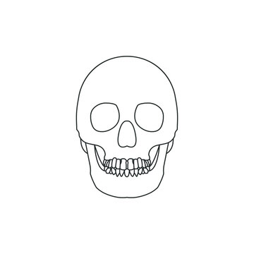 Human skull line icon isolated on white background. Vector illustration