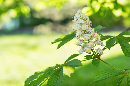 Blooming white horse chestnut tree branch in a park, blurred background. Springtime concept. Close up, selective focus, copy space