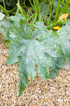Powdery mildew on courgette (zucchini) plant leaves, UK