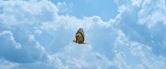 Beautiful adult buzzard eagle. In flight with cloudy blue sky background. Banner, social media of panorama with copy-space
