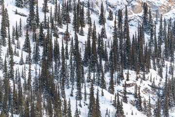 Side of a mountain woods, forest wilderness  in northern Canada during winter time with snow, snowy covered ground in December, Yukon Territory. 