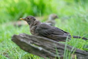 The brown female blackbird sits behind a dead piece of wood in a green lawn. The common blackbird, Turdus merula, seen from the side