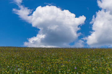 field and blue sky