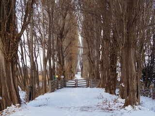 北海道大学の冬のポプラ並木	