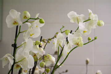 White phalaenopsis orchid against white wall with copy space, selective focus