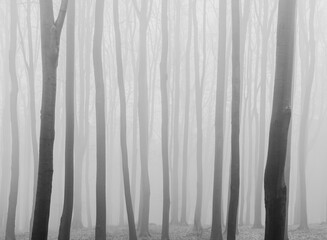 Winter forest with trees in a mist, black and white image