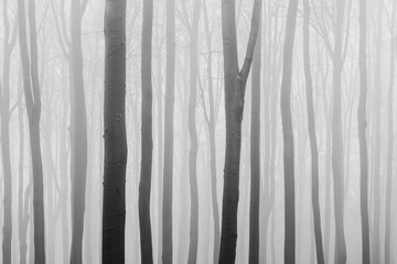 Winter forest with trees in a mist, black and white image