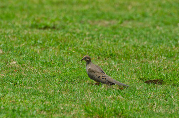 Macro View of Mourning Dove in Grassy Field