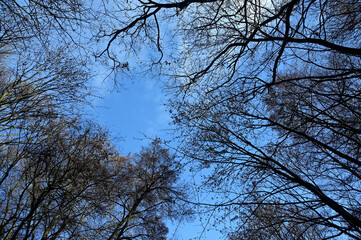 Trees viewed from the bottom up. Autumn forest