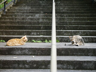 Two cats on the stairs