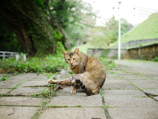 A portrait of a cat in a strange pose