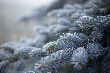 Beautiful branch of spruce with needles. Christmas tree in nature. Сlose up. Blue spruce branch
