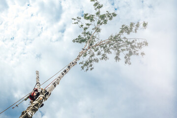 Arborist man cutting a branches with chainsaw and throw on a ground. The worker with helmet working at height on the trees. Lumberjack working with chainsaw during a nice sunny day.