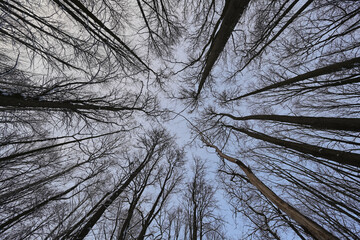 bottom view of the crowns of aspen trees in the forest
