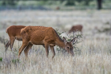 Red deer female in Calden forest, La Pampa, Argentina.