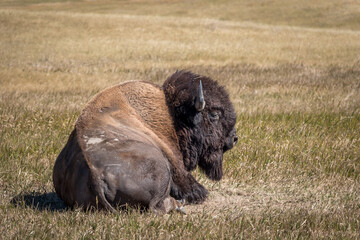 Bison Laying on the Ground