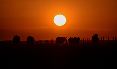 Fototapeta na wymiar Cows silhouettes grazing, La Pampa, Patagonia, Argentina.